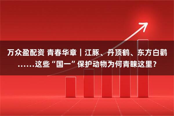 万众盈配资 青春华章｜江豚、丹顶鹤、东方白鹳……这些“国一”保护动物为何青睐这里？